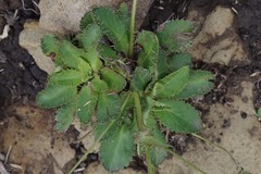 Alepidea delicatula