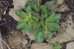 Alepidea delicatula