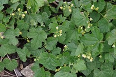 Zehneria scabra