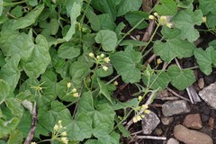 Zehneria scabra