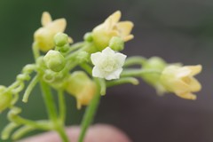 Zehneria scabra