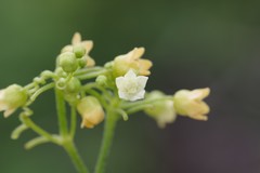 Zehneria scabra