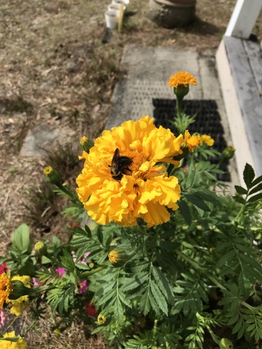 Xylocopa virginica image