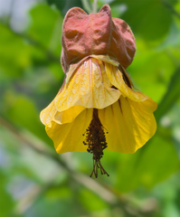 Callianthe megapotamica