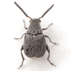 Acanthoscelides compressicornis