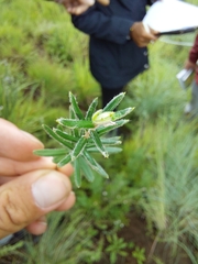 Athrixia angustissima