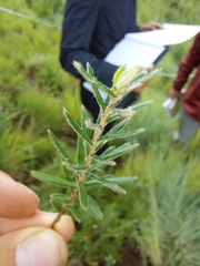 Athrixia angustissima