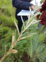 Athrixia angustissima