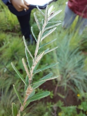 Athrixia angustissima