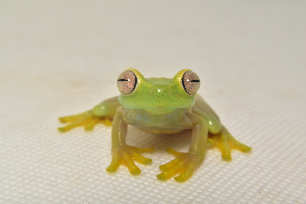 Chical Nubulous Stream-Frog