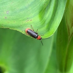 Silis ruficollis