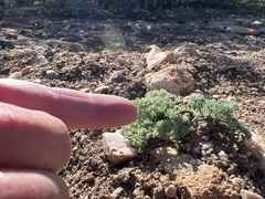 Lomatium mohavense