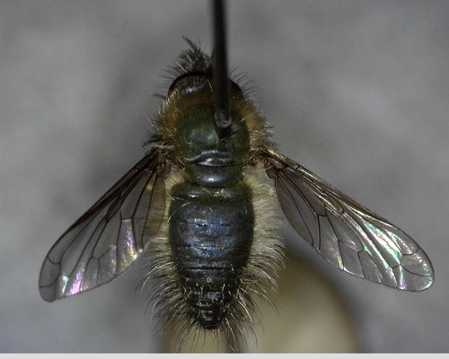 iNaturalist observation photo of Conophorus