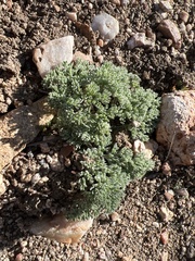 Lomatium mohavense