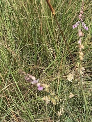 Polygala hottentotta