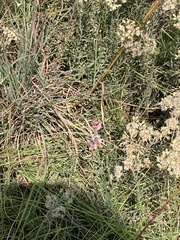 Polygala hottentotta