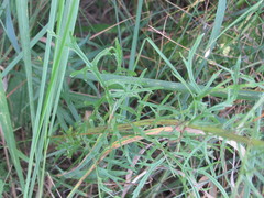 Jacobaea borysthenica