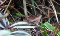 Talides sergestus