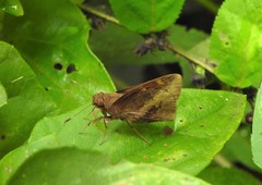 Talides sergestus