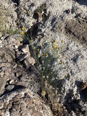 Porophyllum scoparium