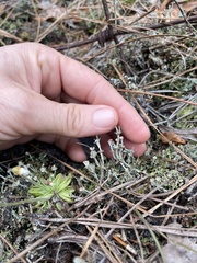 Cladonia rappii