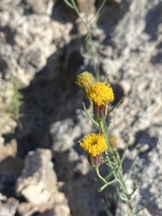 Porophyllum scoparium
