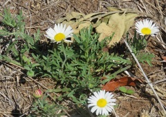 Aphanostephus ramosissimus