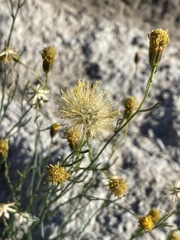 Porophyllum scoparium