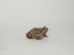 Engystomops pustulatus