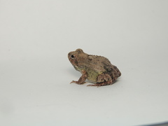 Engystomops pustulatus