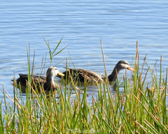 Anas platyrhynchos × fulvigula