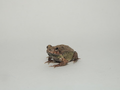 Engystomops pustulatus