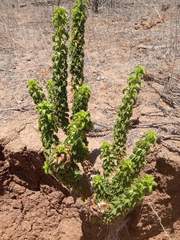 Haplopappus foliosus
