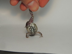 Engystomops pustulatus