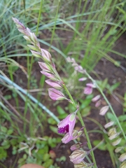 Polygala hottentotta