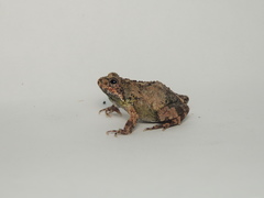 Engystomops pustulatus