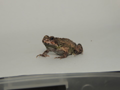 Engystomops pustulatus