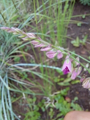 Polygala hottentotta