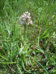 Neotinea conica