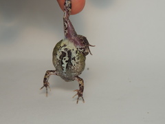 Engystomops pustulatus