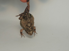 Engystomops pustulatus