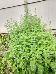 Origanum majorana