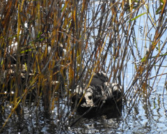 Anas platyrhynchos × fulvigula