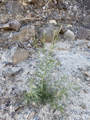 Oligomeris linifolia