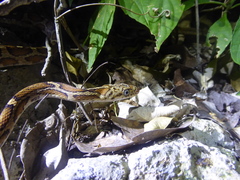 Pseudelaphe flavirufa