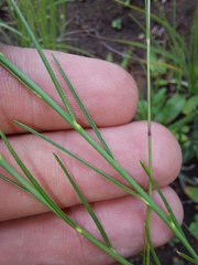 Polygala hottentotta