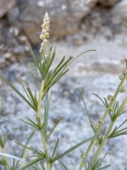 Oligomeris linifolia