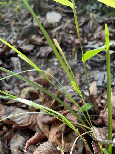 Carex calcifugens image