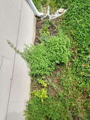 Origanum majorana