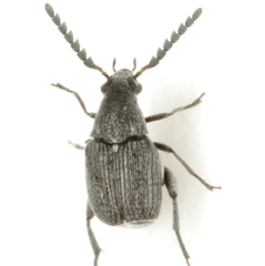 Acanthoscelides compressicornis
